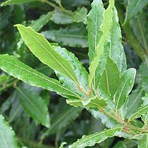 Laurus nobilis