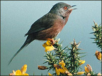 Dartford warbler, RSPB Images