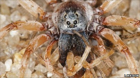 Male wolf spider eats female (Image: L Watson)