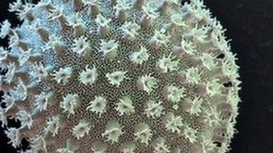 Water bear egg, coloured scanning electron micrograph (SEM).