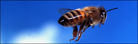 Bee