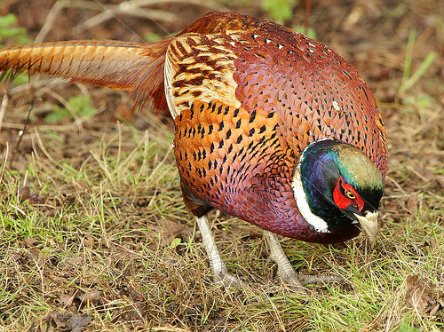 pheasant