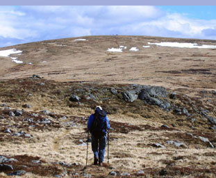 An Tom Buidhe