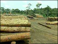 Amazon'da kesilen ağaçlar