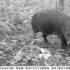 A pygmy hippopotamus captured using a camera trap in Liberia.