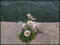 large daisies growing on a sea wall.