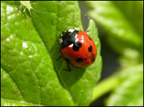 Andrew Ramsay: Ladybird