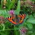 Small Tortoiseshell