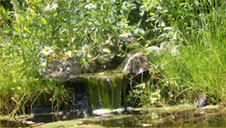 The pond of Mark Cummings. Complete with waterfall and wild flowers
