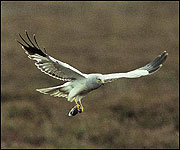 Hen harrier (Photo: rspb-images.com)