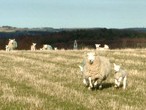 sheep running in field