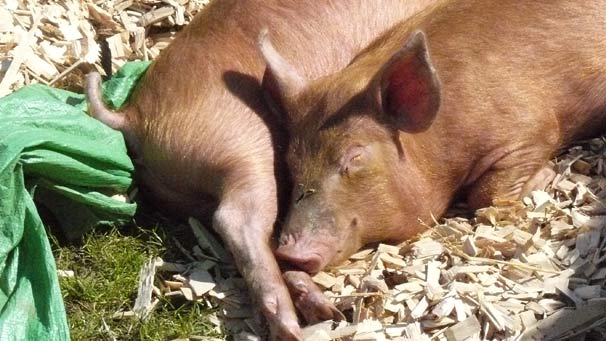 These pigs made the most of the good weather by enjoying a snooze in the sun.