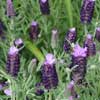 Lavandula stoechas subsp. Pedunculata