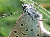 Large Blue butterfly