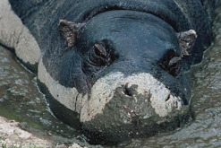 hippo