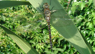 Migrant Hawker by Paul Stancliffe/BTO