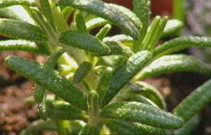 Rosemary