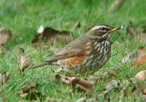 Redwing