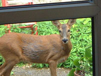 A deer in Peter Radford's garden