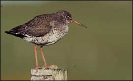 Redshank