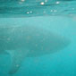 Up close and personal - The Whale Shark