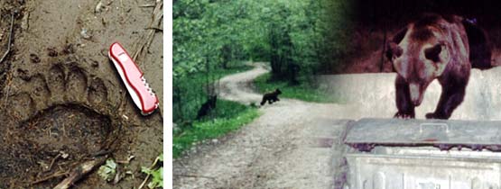 Bears in Romania