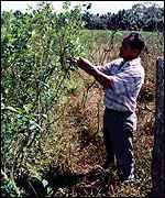 Koka a její pěstitel