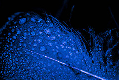 feather dew in blue