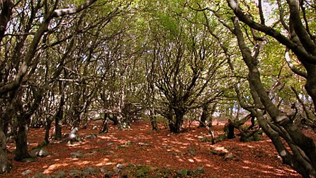 Woodland by Adrian Mizon