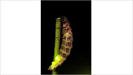 Glow Worm by Barry Crowley - Thurrock