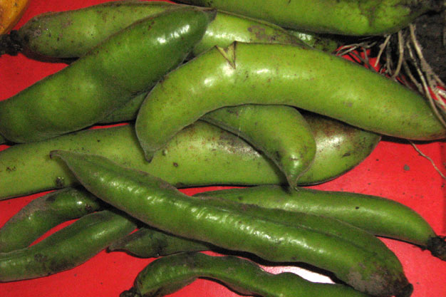 Broad beans