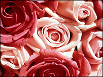Pink and red roses