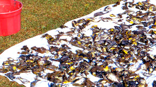 Aves muertas tras chocar contra torres de comunicación