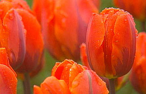 Tulipa 'Hermitage'