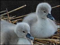New born cygnets