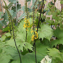 Ligularia 'The Rocket'