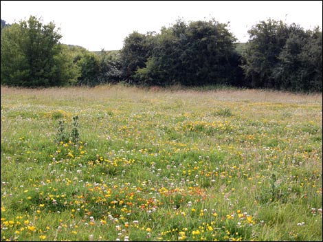 A meadow at Fermynwoods.