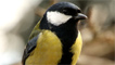 A great tit