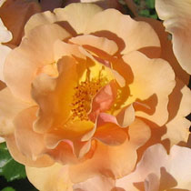 Rosa 'Garlands Gold'