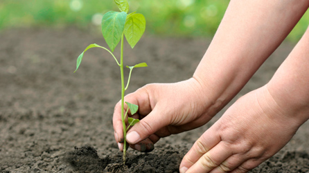 Seedling being planted - image from istockphoto.com