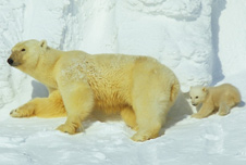 Polar bear mother and her cub in Norway