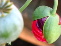 آگاهی از کشت کوکنار