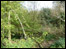 Woodland scene