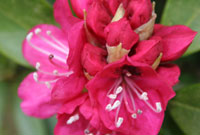 Rhododendron