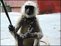 लंगूर रानी