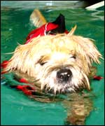 Dog swimming