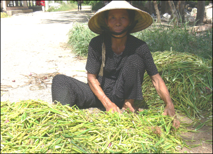 Đảo Lý Sơn