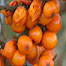 Sea Buckthorn