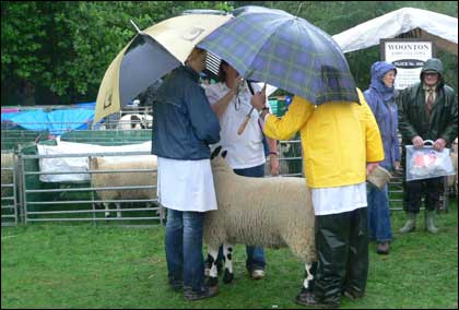 Sheep
