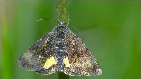 Underwing c/o Jaybee and NE Wildlife